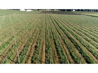 Van Buren County, Michigan Farmland - LAND AUCTION - 300+/- ACRES SPECIALTY CROP - GRAPES AND HOPS - OFFERED IN 8 TRACTS IN VAN BUREN COUNTY, MICHIGAN